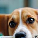 Dental cleaning for pets at Greenfield Clinic