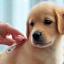 Vet administering vaccination to a puppy